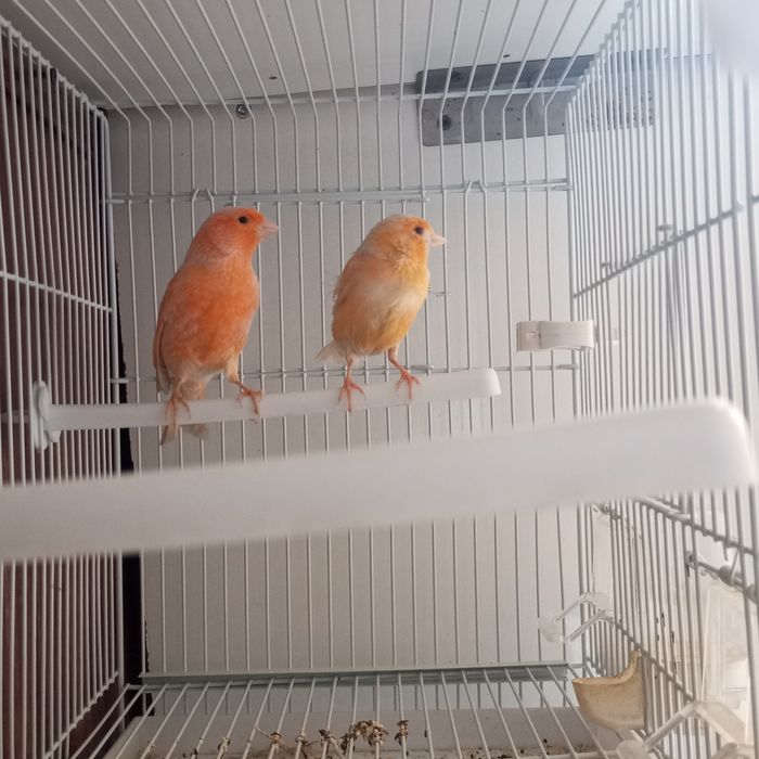 Нар мода канарейкала сотилади мода бир марта ишланган нар 9 ойлик