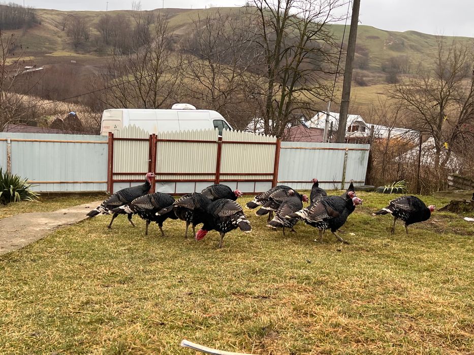 OFERTA!!! Curci de vânzare