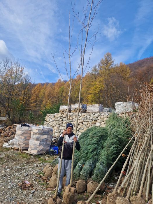 Copaci ornamentali platan mesteacăn tei