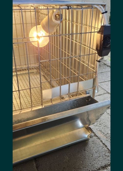 Maternitate pui ĝaina