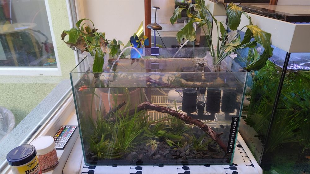 Acvariu cu pesti 41l plante scoici pesti cioata lumina led substrat