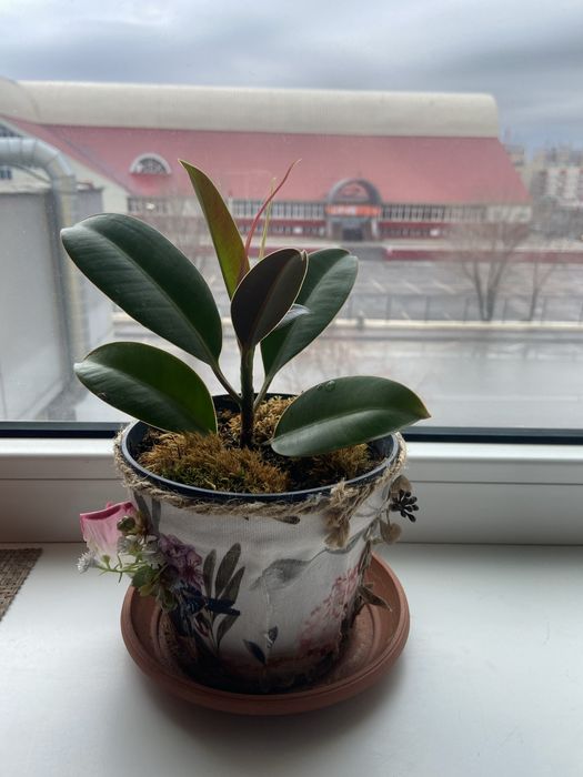 Продам  фикус каучуконосный НЕДОРОГО!