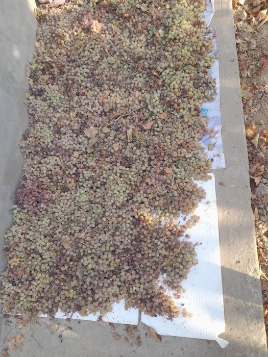 Ширин ва табиий куёшда пишган Таифий (Тойип) оқ узуми – асалдек мазали