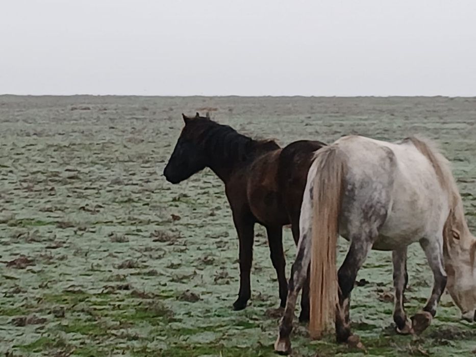 Бие буаз және жабагысымен бирге. Продается лошадей