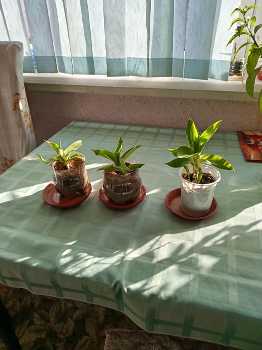 Продаю цветы золотой ус