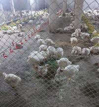 ГИДРОПОНИКА Климат контроль