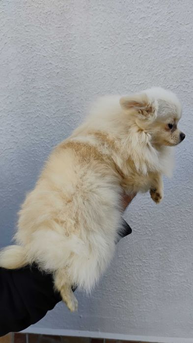 Продавам померанчета