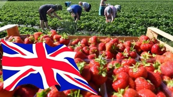 Услуга- Набор На Сезонную работу В Англию