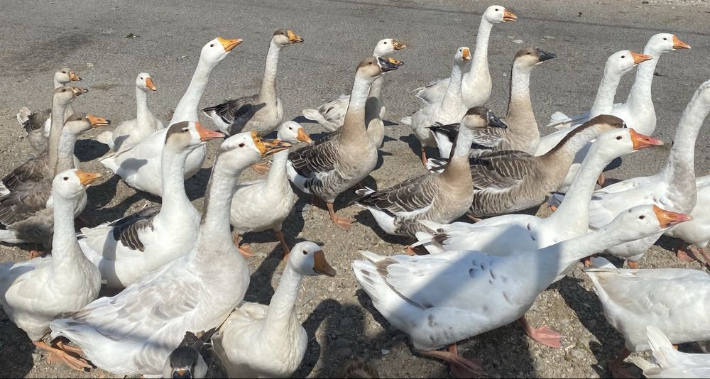 Гуси и утки селезни индоутки