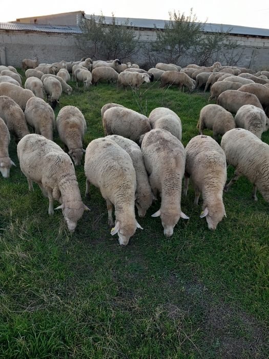 Vand 170 de oi la pretul de 650 de lei