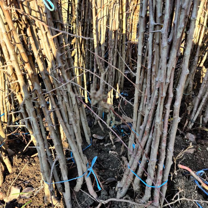 Marcote.Pomi cat.ll prun și nuci.