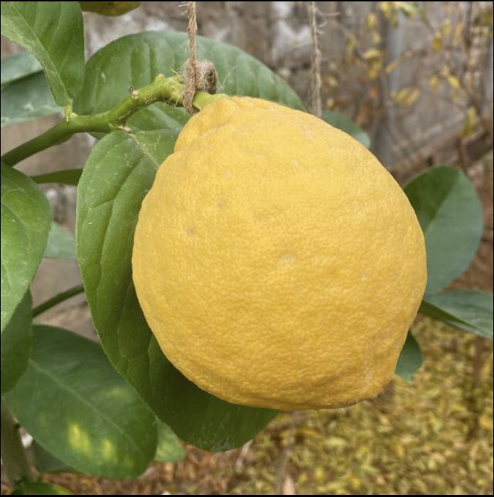 Продам лимоны из местного Лимонария и мед с местной пасеки!