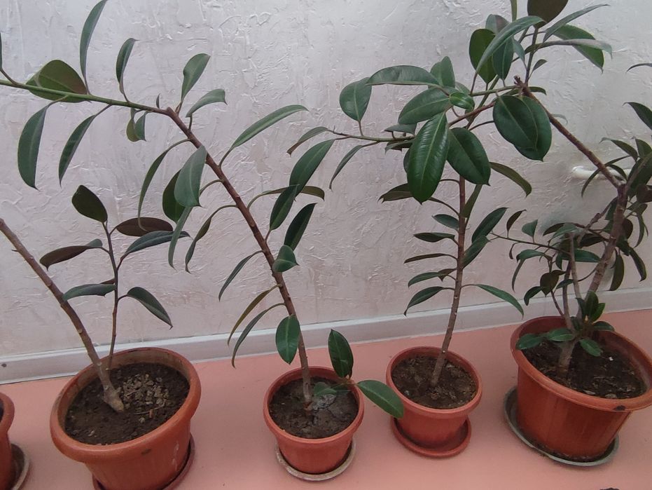 Фикусы большие г. Жаркент подарок на 8 марта красивые цветы продам по