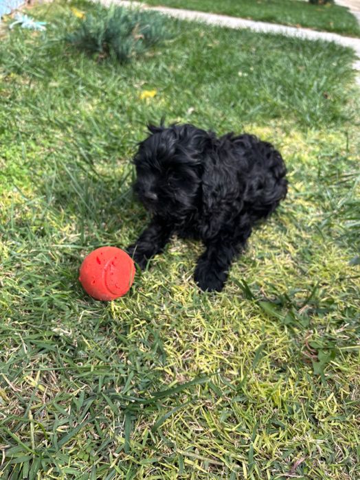 Кавапу & Cavapoo