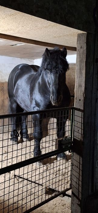 Armasar de vanzare sau pentru montă