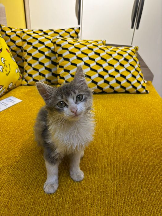 Отдам в добрые руки!