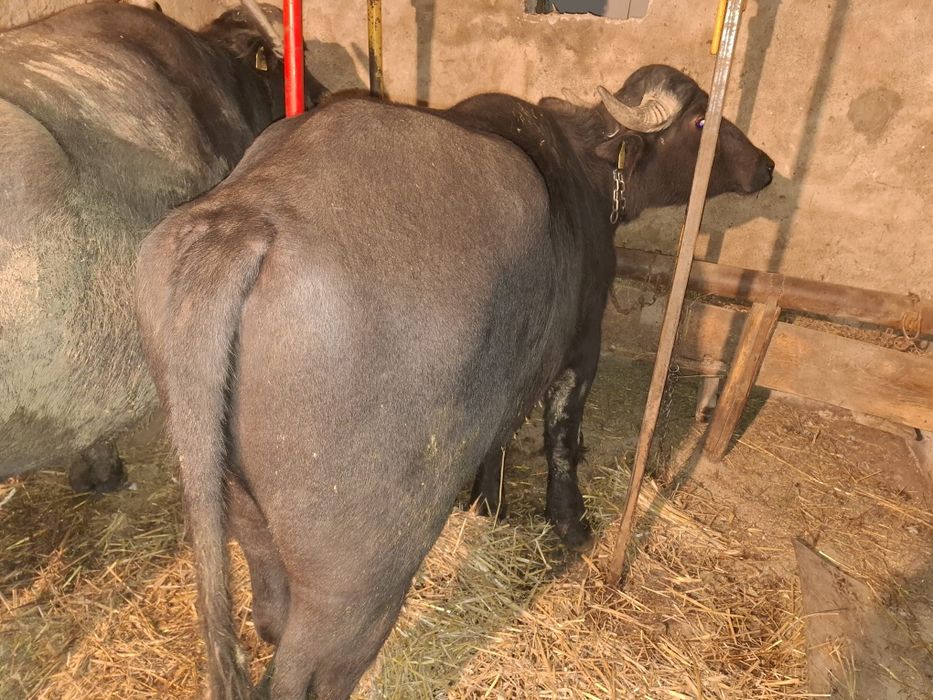 Vand taur de bivol