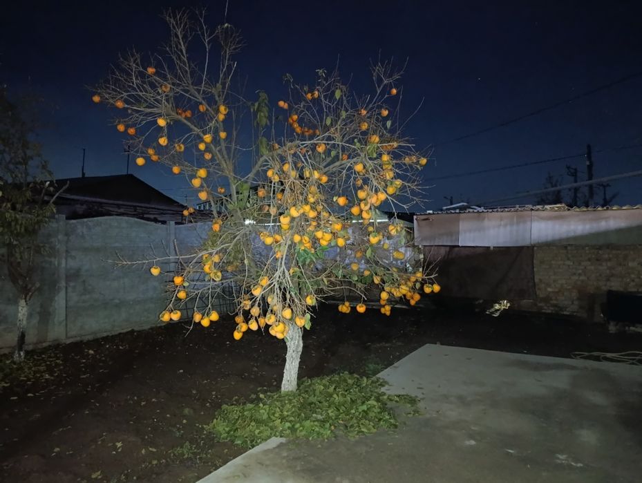 Uzo voxtgacha saqlasa boladgan xurmo ikki xil limon va shkoladniy