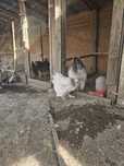 Brahma herminat deschis 1+1