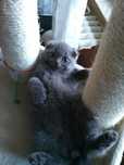 Scottish fold shorthair blue