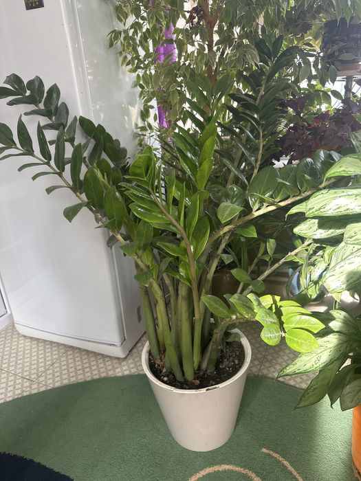 Комнатные  либо офисные  растение  большлгл размера