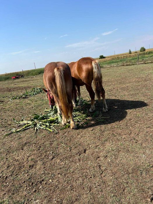 Vând sau schimb două mânze.