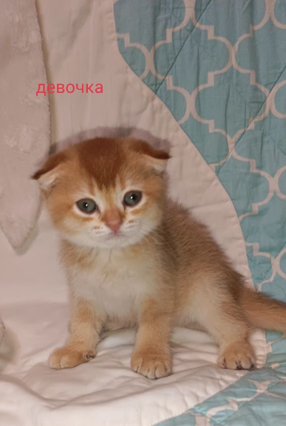 Котята фолд золотая шиншилла
