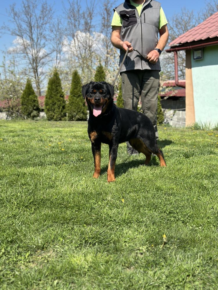 Femela rottweiler cu pedigree