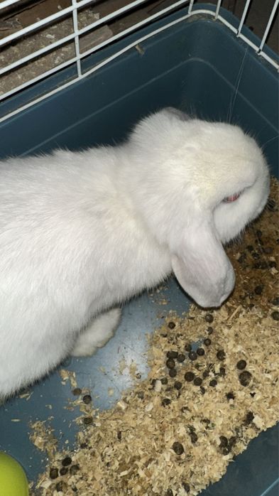 Продаются кролики породы барашек .