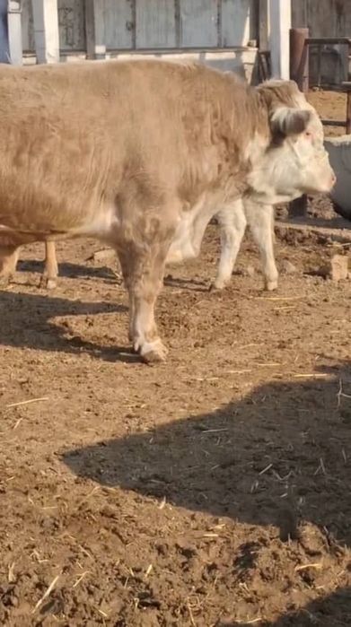 Бука сотилади, зотдор