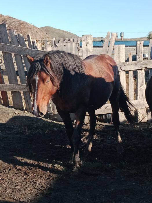 Жуас қысыр бие сатылады,450 мынға . Кесек айғыр сатылады. полутяж