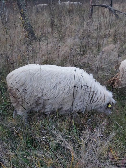 Vand oi de carne, metis si țurcane