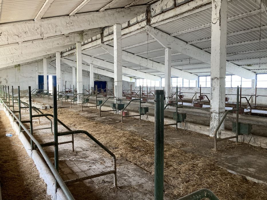 Vand ferma 3 hale saivane la nodul autostrazi A1 Dobra 7800m2