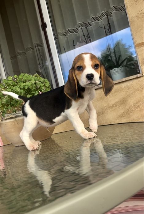 V ând pui de beagle