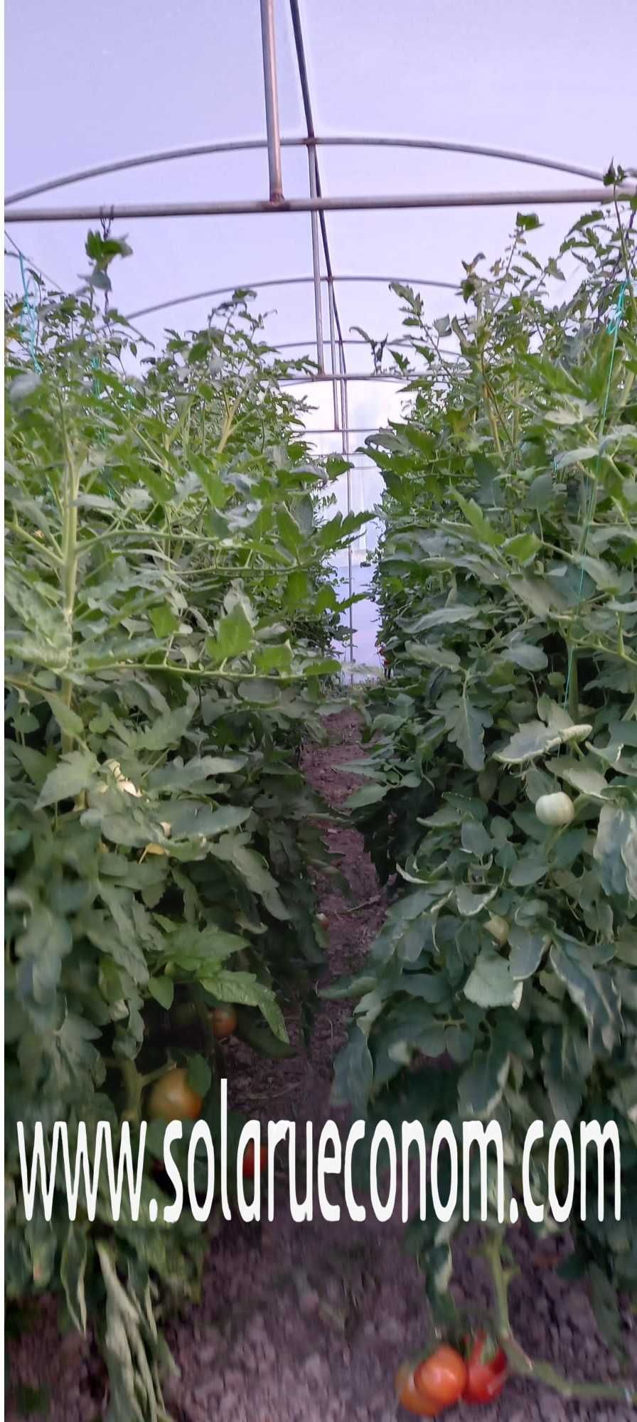 Sere (solarii) pentru cultivarea de legume si/sau flori