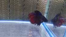 Masculi Betta Splendens Halfmoon Samurai Combtail Pesti Acvariu
