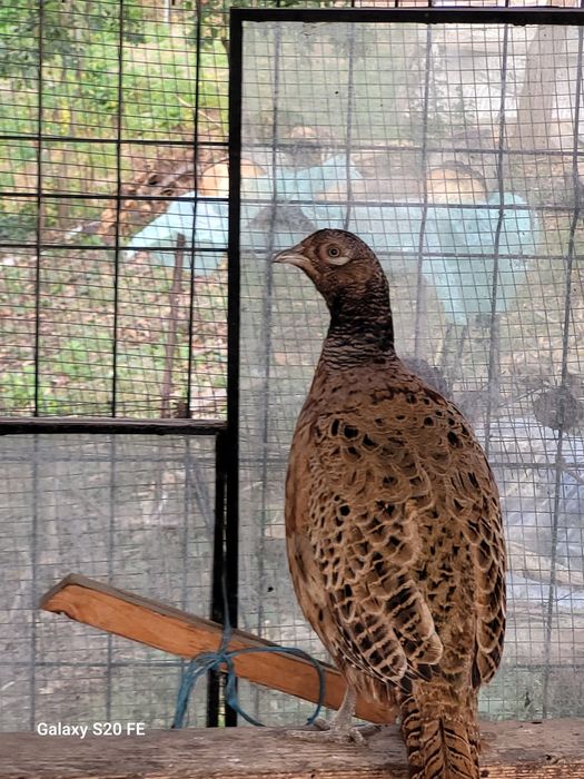 Pasari crescute  natural