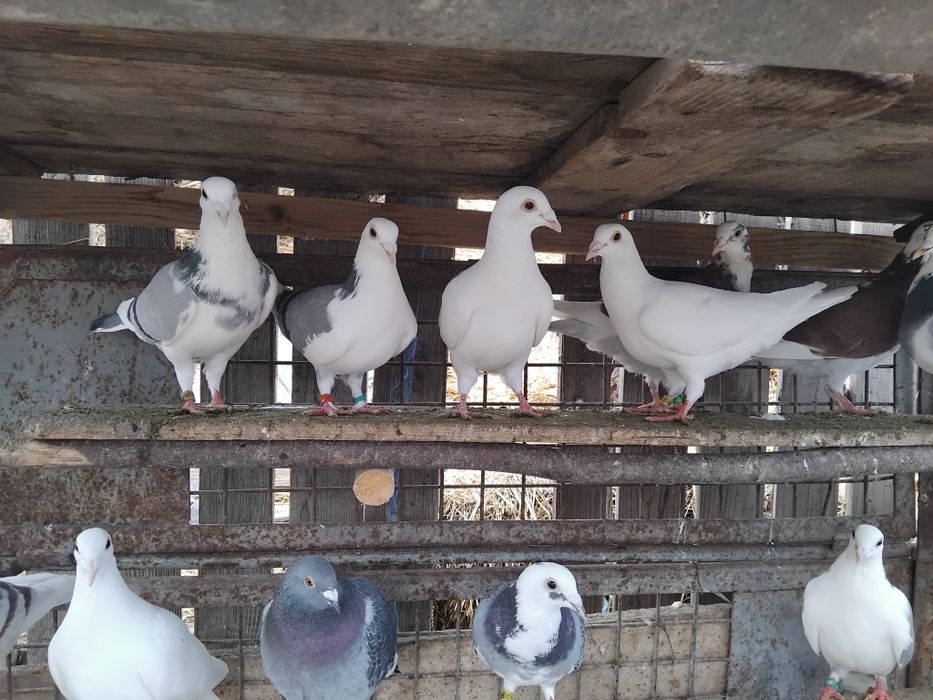 Porumbei voiajori frumoși