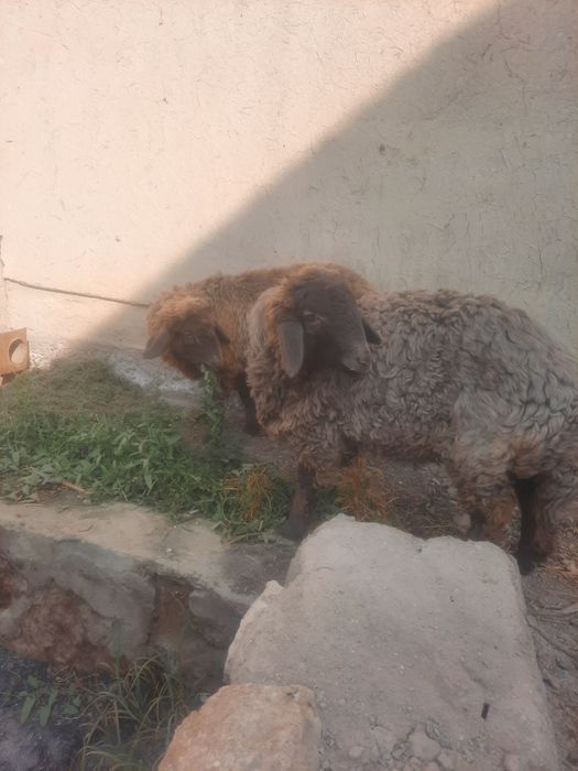 Мода баррала сотилади