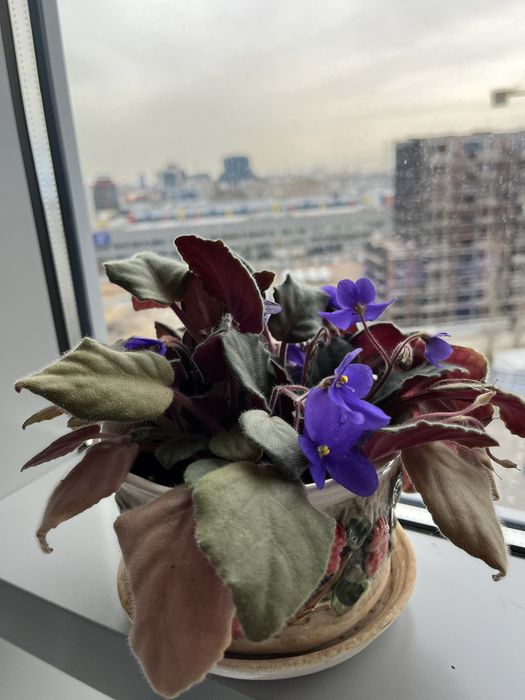 Теменужка в саксия (сентполия)