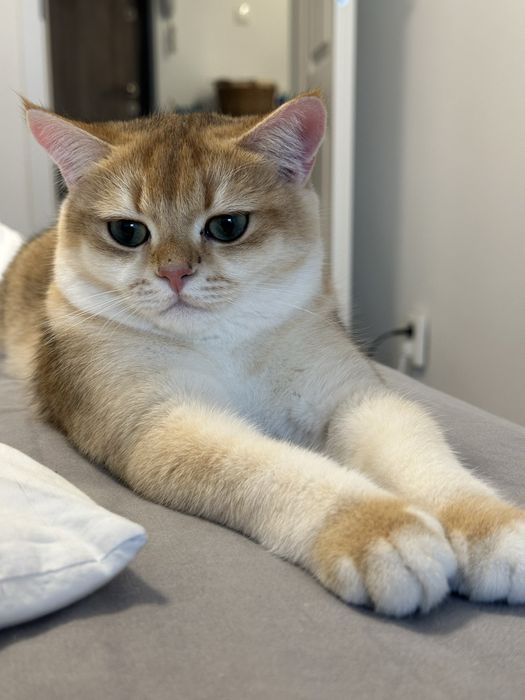 Baietel SUPERB british shorthair chinchilla gold, pedigree WCF !!!