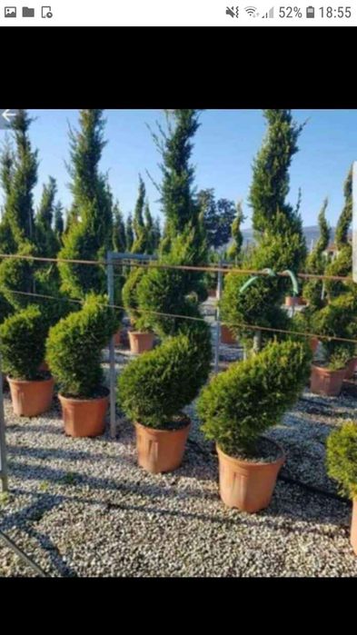 Vand tuia smarald spirale pon pon magnolia gazon rulou pt det sunați