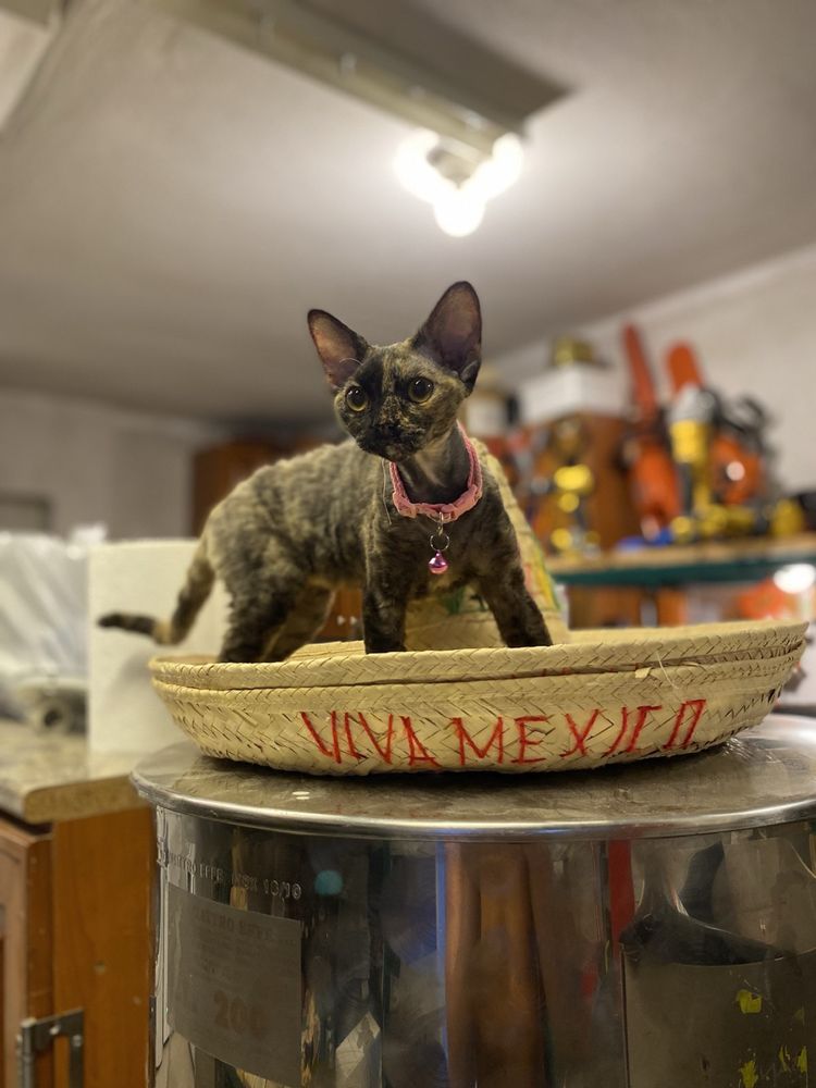 Котка девон рекс