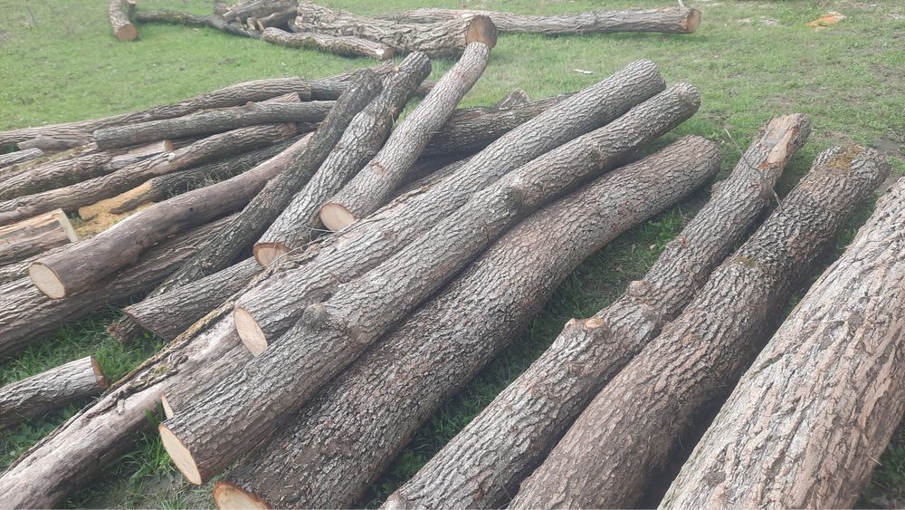 Lemn rotund  trunchi de salcam