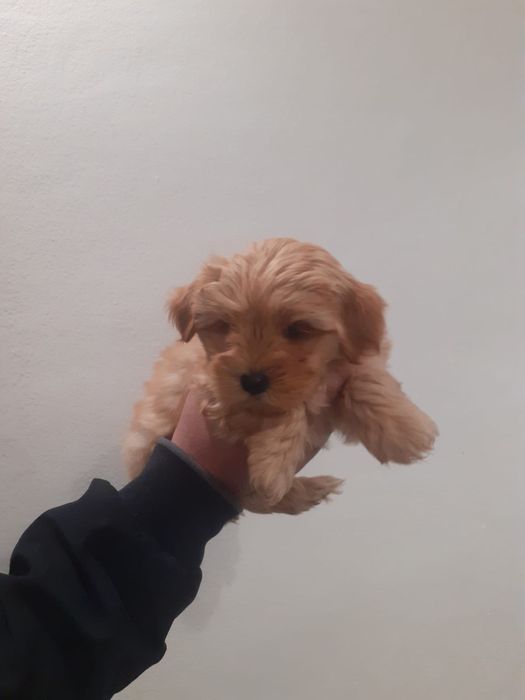 Maltipooo 2 luni
