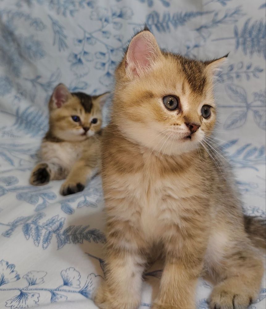 Котята породы золотистая шиншилла