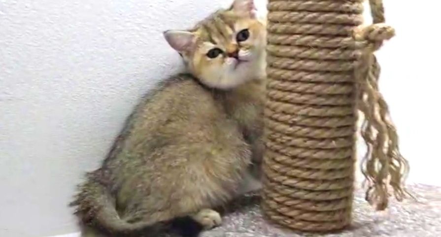 Кошечка  британская