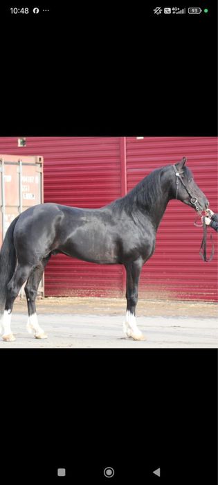 Продам орловский рысак