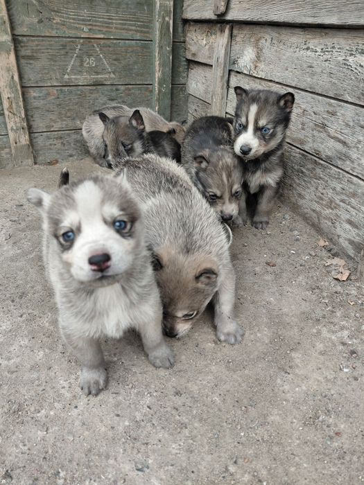 Продам щенков хаски