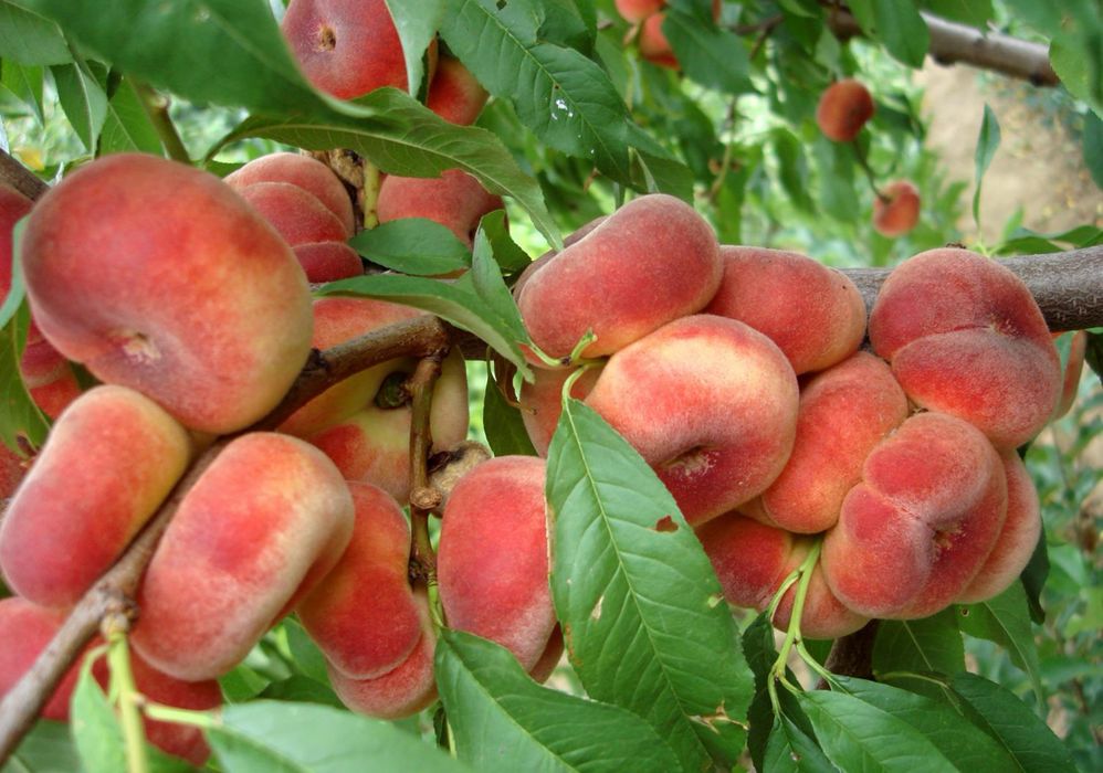 Pomi fructiefri clasici altoiti